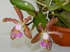 Cattleya schillerinana Sophie x Ca. schilleriana Ria Ladda 